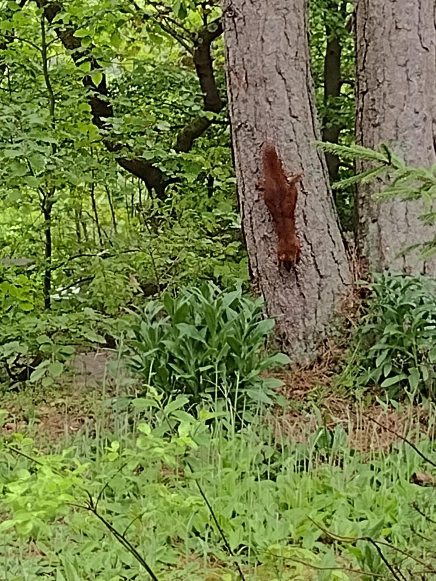 شقة Olifant In Osterode Osterode am Harz المظهر الخارجي الصورة